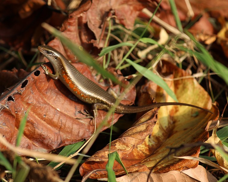 Golden Sun Skink - Sub Adult